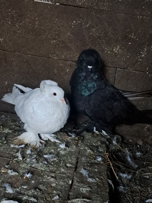 Vând porumbei uriași maghiari