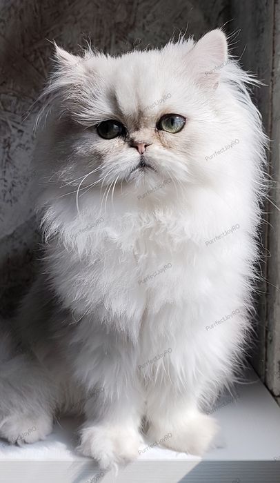 Persan Chinchilla, motănel