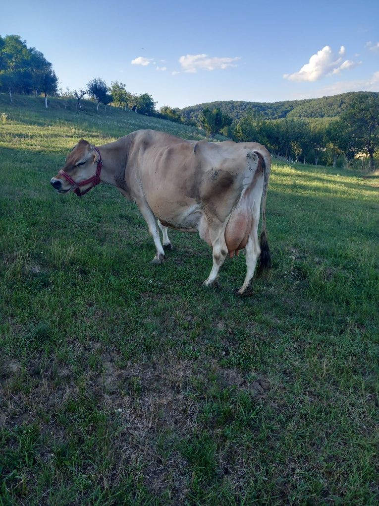 Vând vacă jersey