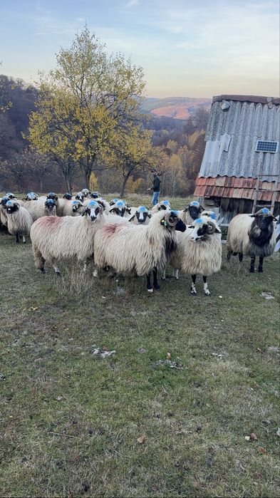 De vanzare,28 de oi breze si bucalai din breze