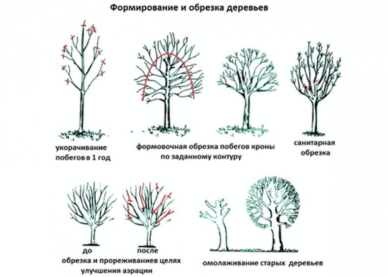 Садовник богбон услуги