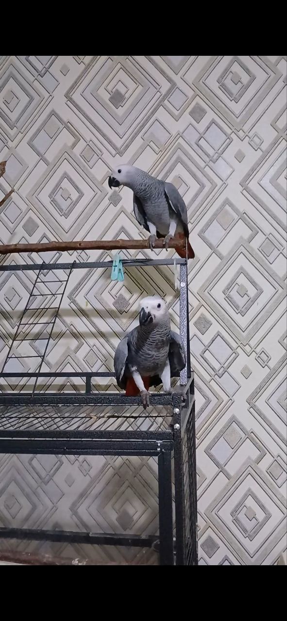 Jako жако 7oylik gapilari bor