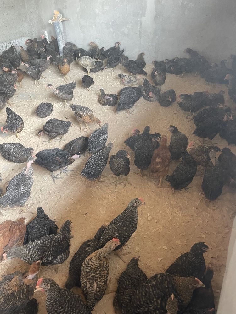 Pui rasa mixta carne oua