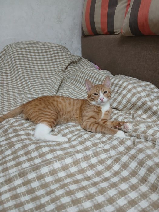 Отдам кота в добрые руки .