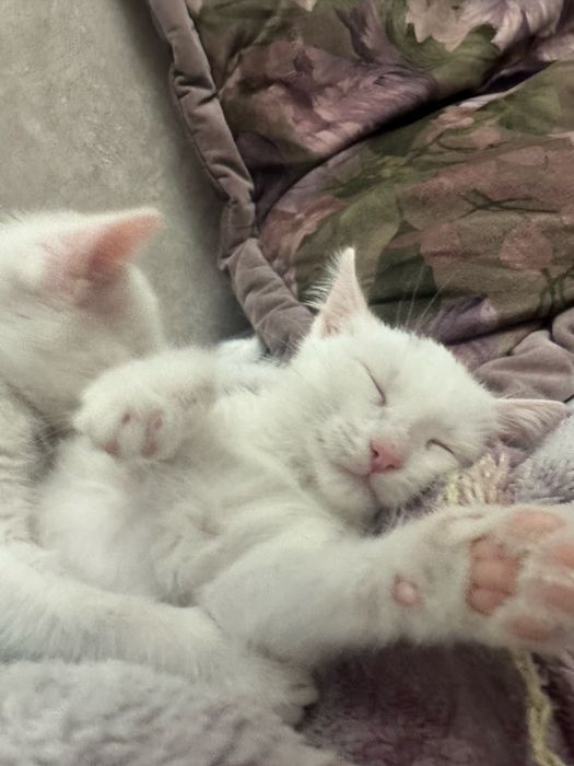 Белый котята  короткошерстые