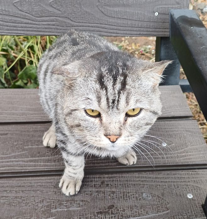 Кот Эдуард срочно ищет ответственных хозяев