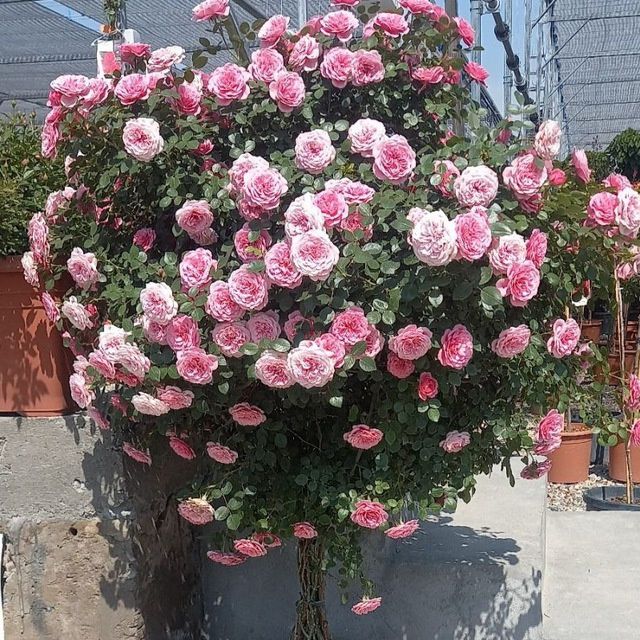 Gazon. Archalar. Landshaft. Gullar