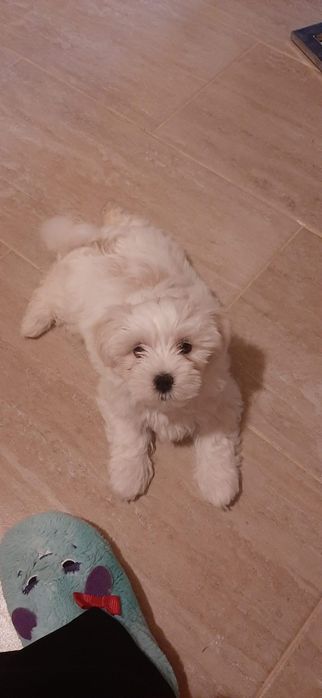 Vand pui bichon maltez