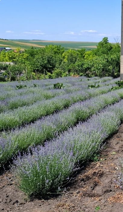 Lavanda uscata recent ( iulie 2025) 100% bio