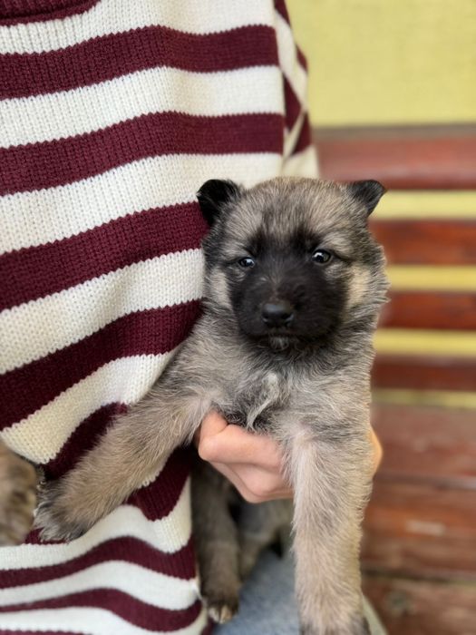 Щенки мальчики ищут себе дом