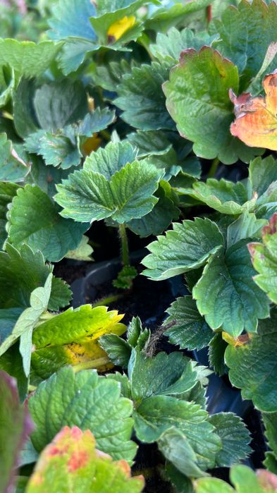 Разсад ягоди “Малинг Виталити”