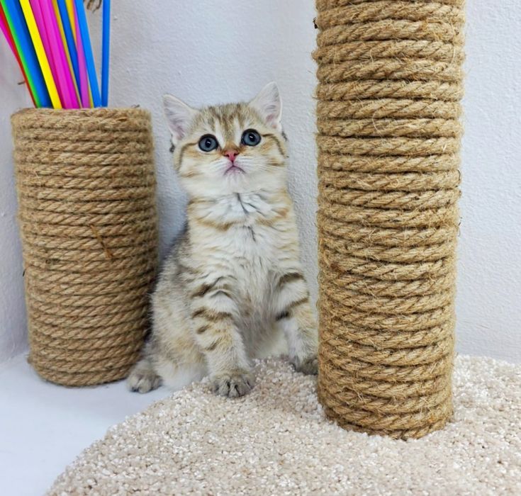 Кошечки британские