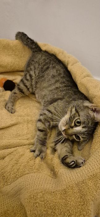 Adoptie pisica/pisicuta