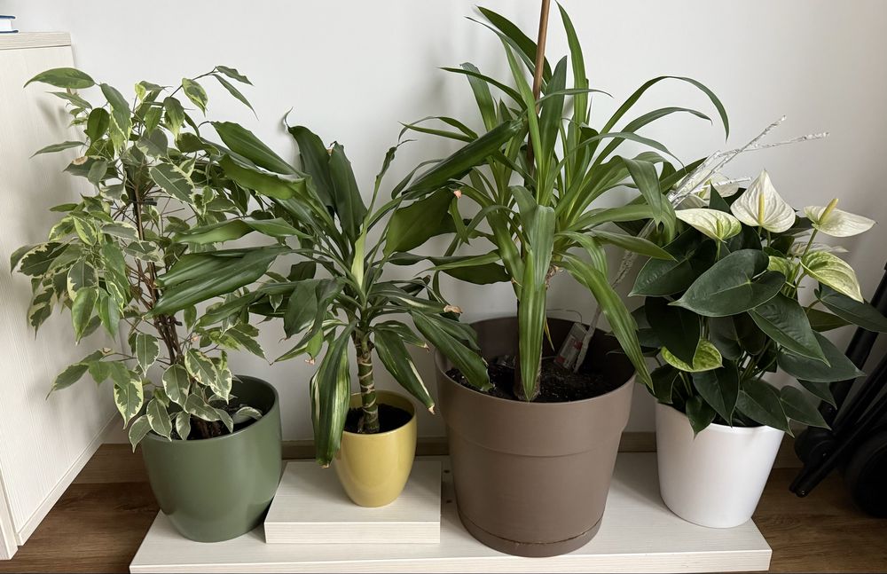 Plante in ghiveci
