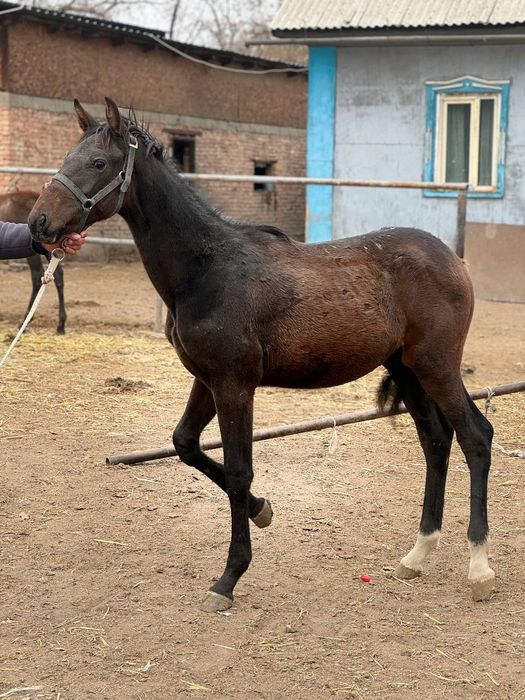 Чистакровная английская тай сатылады