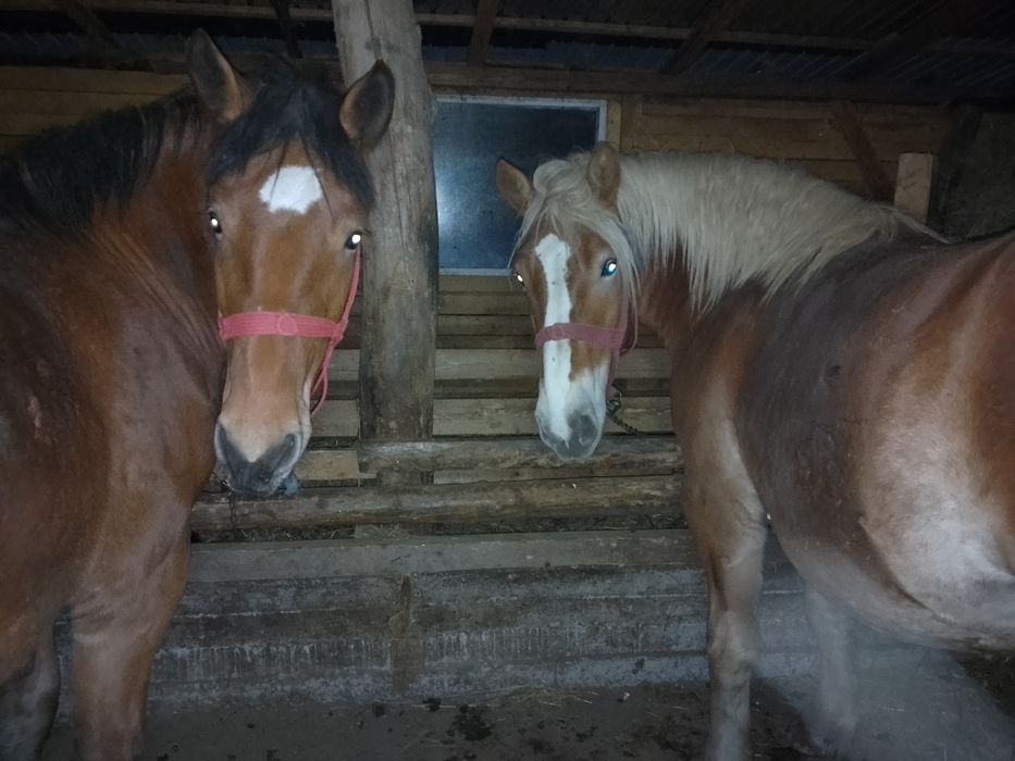 Vând doua mânze tinere și frumoase