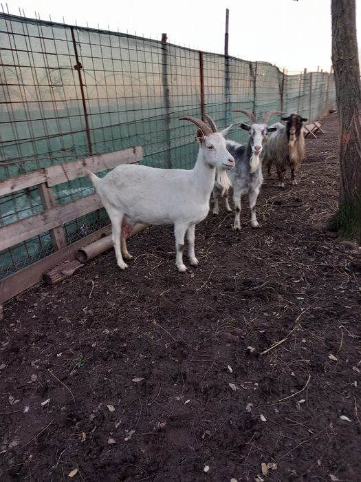 Doua capre cu lapte și un țap