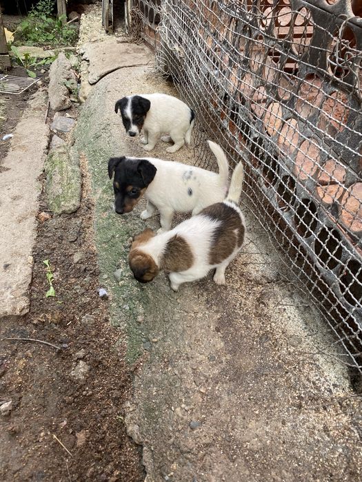 Fox terrier de vânzare