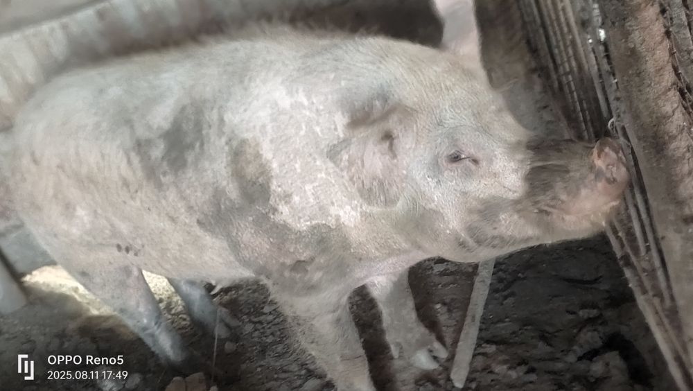 Продам  хряка или обмен.