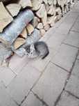 Pisici de adoptat
