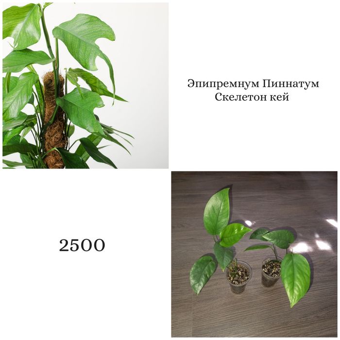 Эпипремнум Пиннатум скелетон кей, филодендрон, растение, цветы