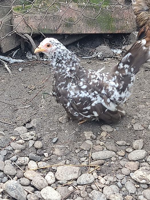 De vânzare o familie de chabo