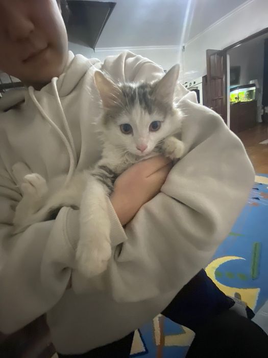 Котенок Мейн кун