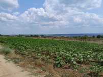 Продавам парцел село Здравец
