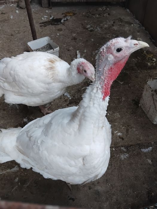 Curci de vânzare crescute natural