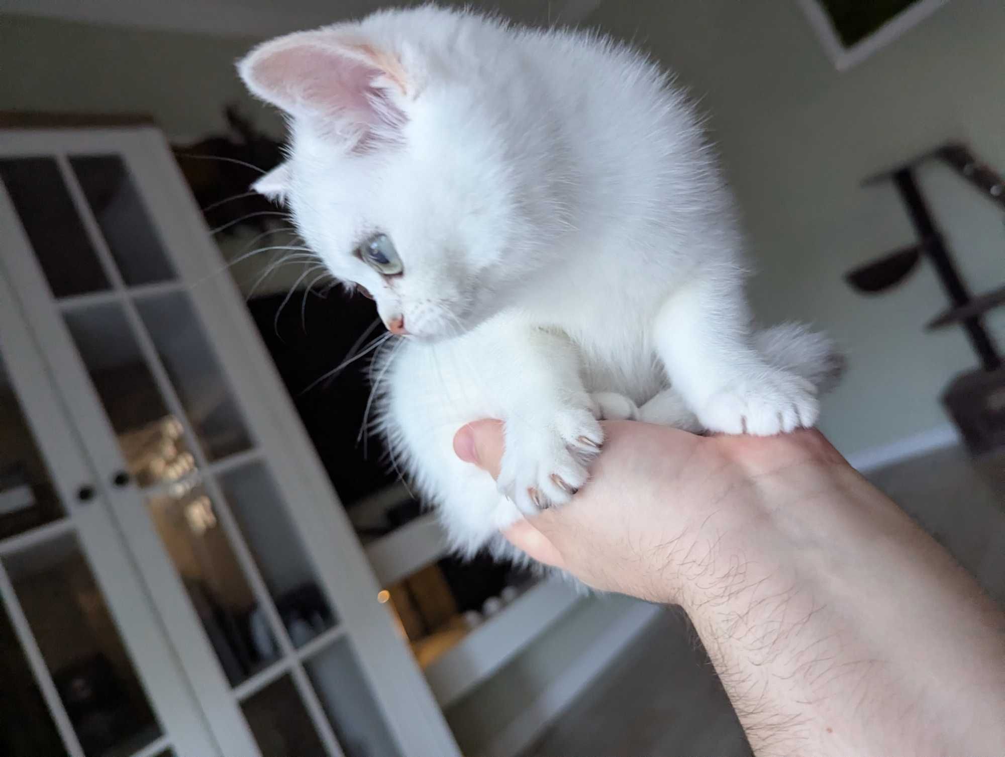Pisica British Shorthair - fetita