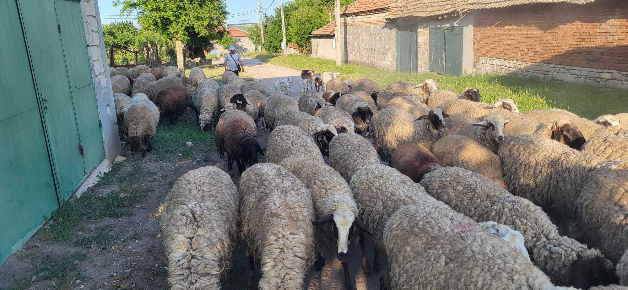 Продавам млади добре гледани овце...