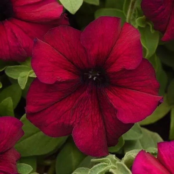Petunia. Gul urug’i