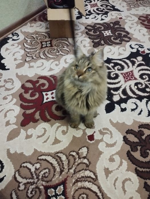 Sibir mushugi juda aqlli gapga tushunadigan mushuk