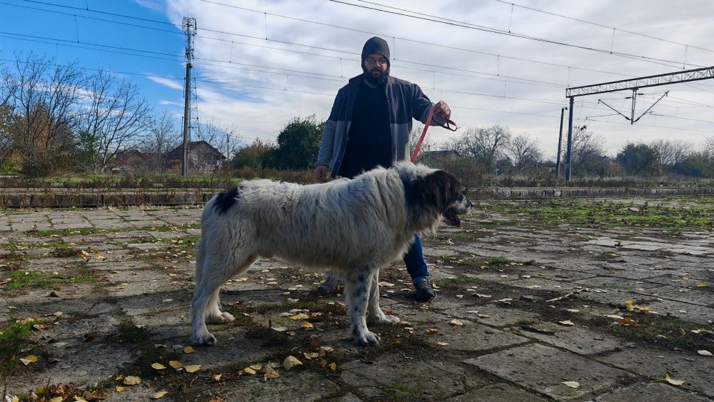 Ciobanesc de Bucovina