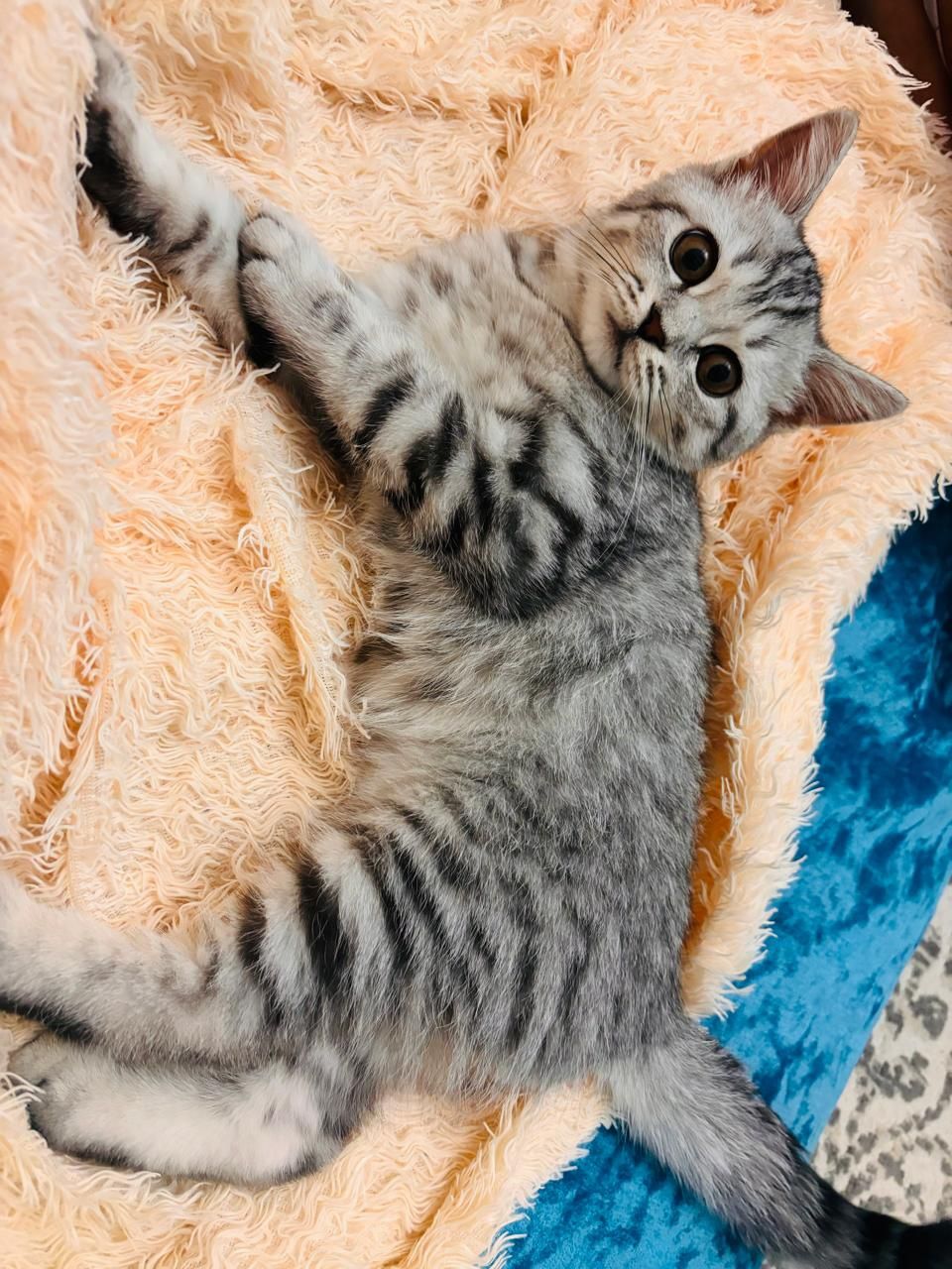 Кошка кошка кошка
