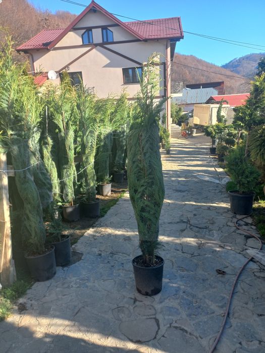 Vând mesteacăn tei brazi tuia pon pon spirale și multe altele plante