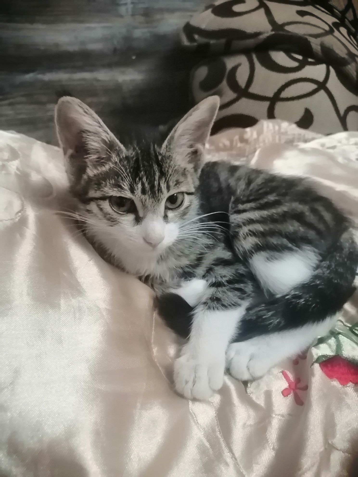 Отдам даром кота