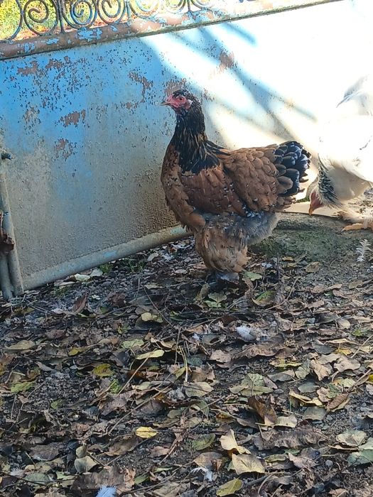 Pereche brahma PORȚELAN.