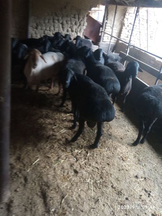 Qôylar sotiladi qôy bot