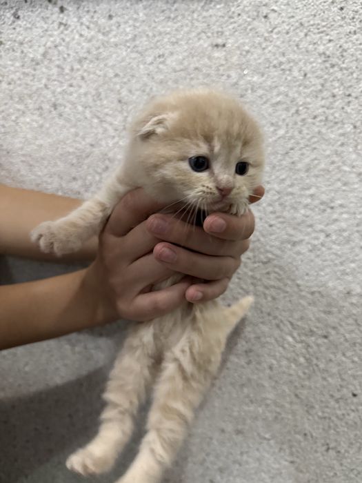 Котёнок Скотиш Фолд