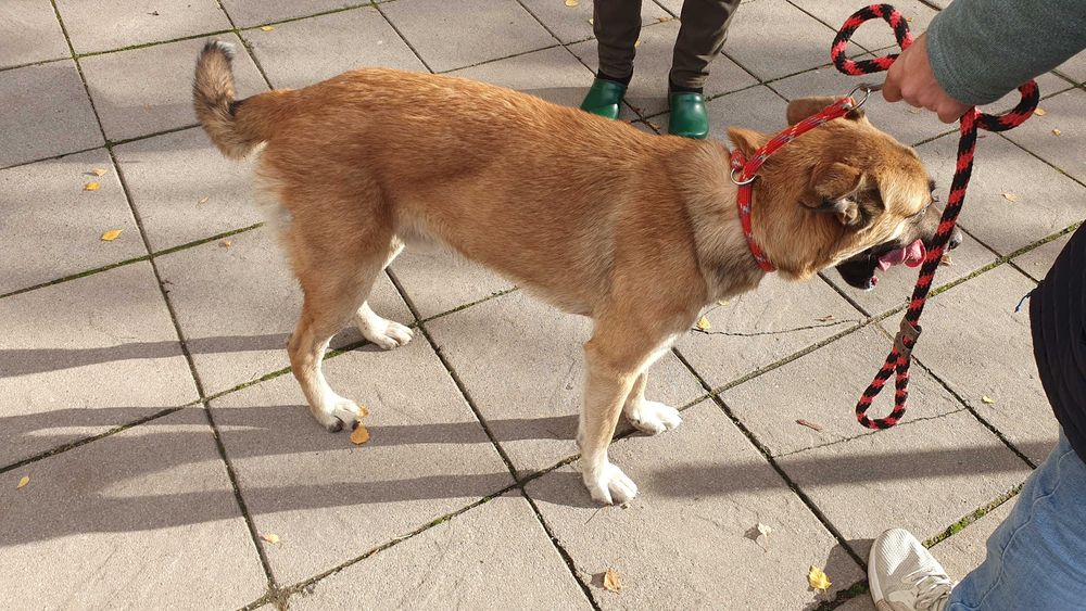 Страхотен Шарено-Очко търси Дом