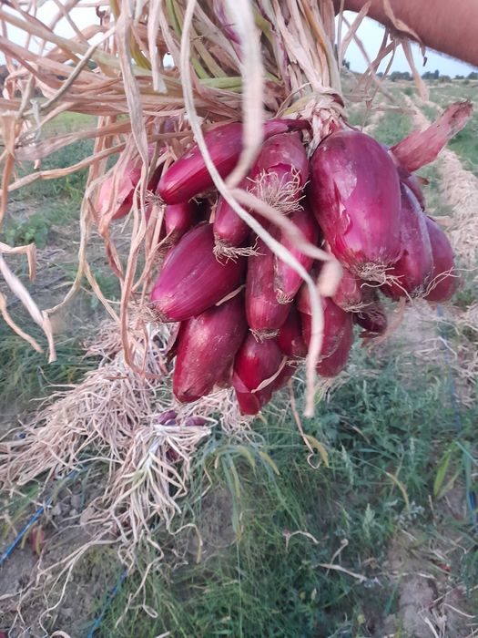 Ceapă roșie de apă de Buzău