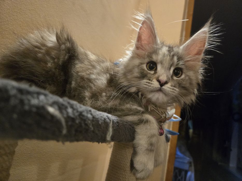 Мейн-кун, девочкв