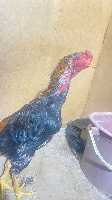 Продам петуха 1,5 года