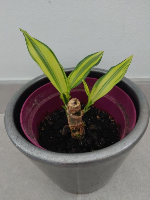 Orhidee de vanilie, ananas, bananier, dracaena lemon