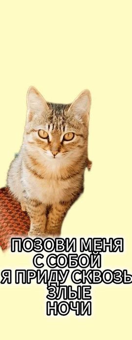 Умный котёнок тигрового окраса в добрые руки