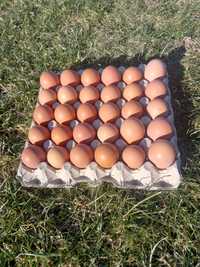 Продавам домашни яйца от свободни кокошки!