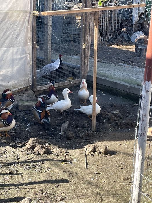 Rațe mandarine 2025