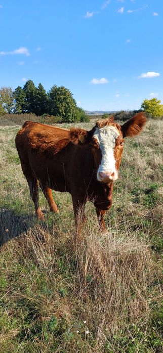 Vaca de vanzare..
