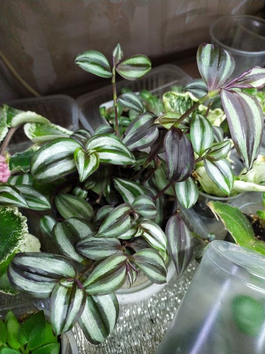 Традисканции Зебрина, вьющиеся растение неприхотливое